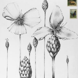 Desenho Natureza Guardada IV