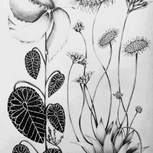 Desenho Natureza Guardada XVIII